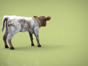 calf 3D Model