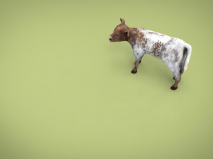 calf Modèle 3D