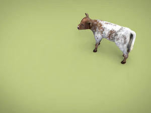 calf 3D Model