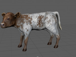 calf Modèle 3D