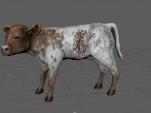 calf 3D Model