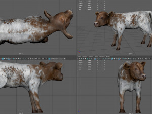 calf Modèle 3D