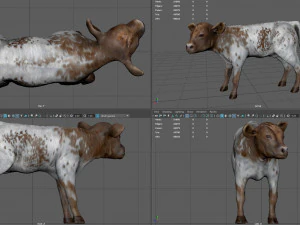 calf 3D Model