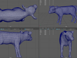 calf Modèle 3D