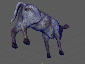 calf Modèle 3D