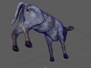 calf 3D Model