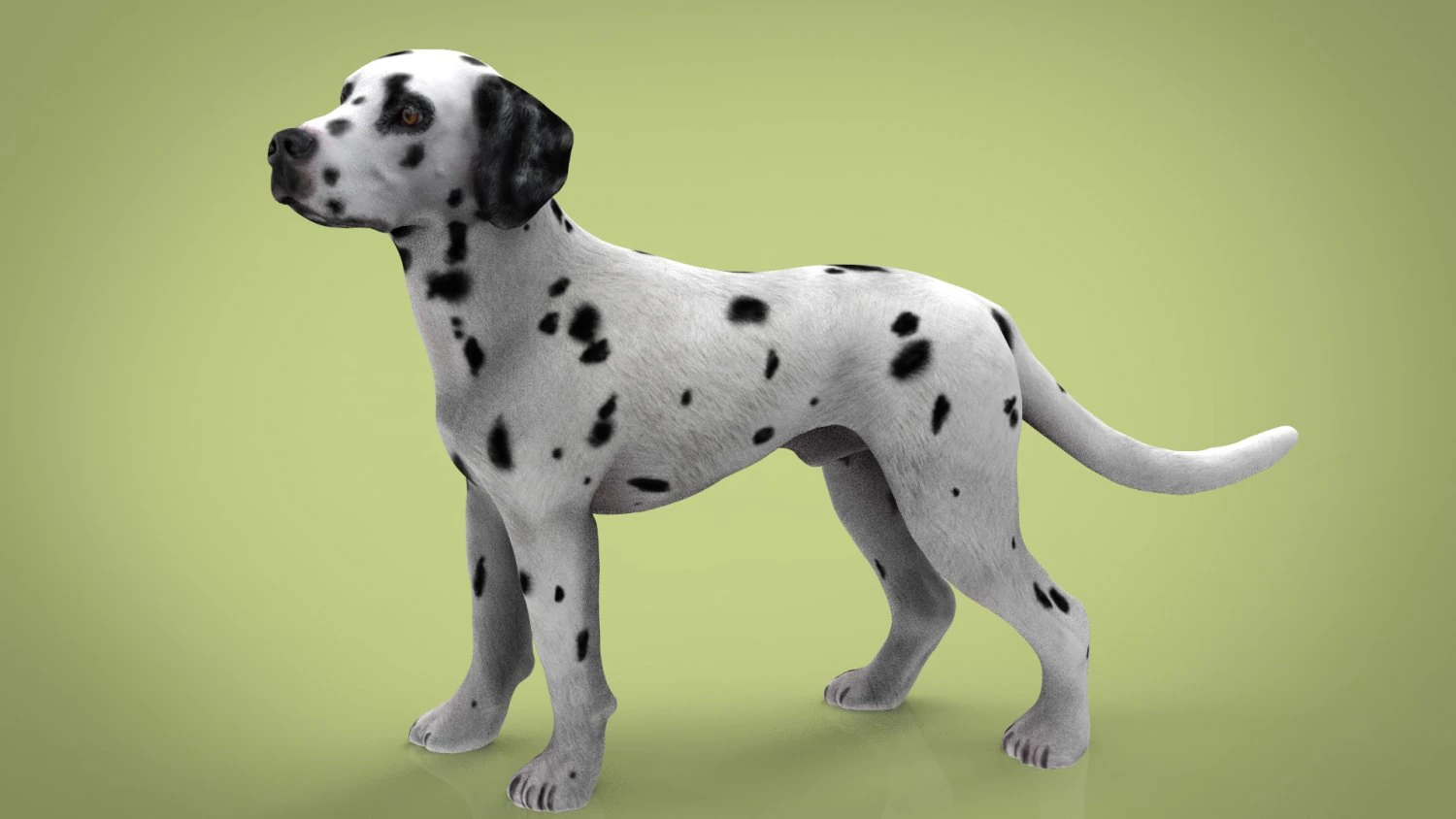 dalmata Modello 3D .c4d .max .obj .3ds .fbx .stl .blend 