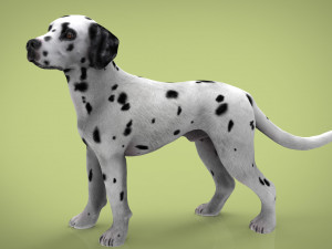 dalmantian 3D Model