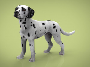 dalmantian 3D Model