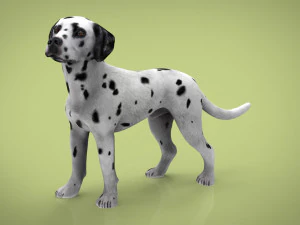 dalmata Modello 3D
