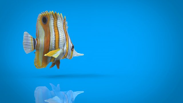 coral fish 3D 모델 .c4d .max .obj .3ds .fbx .stl .blend 