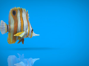 coral fish Modelo 3D