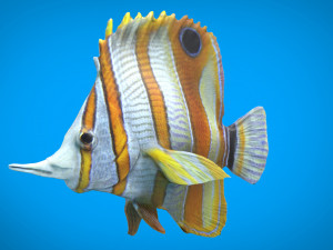 coral fish 3D 모델