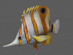 coral fish 3D 모델