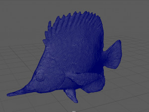 coral fish 3D 모델