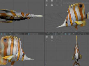 coral fish 3D 모델