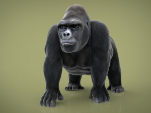 gorilla 3D Model