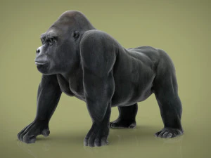 gorila Modelo 3D