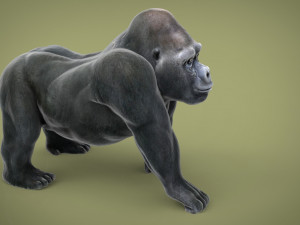 gorilla 3D 模型