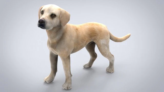Labrador Modelo 3D .c4d .max .obj .3ds .fbx .stl .blend 