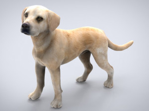 labrador 3D Model
