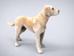 labrador Model 3D
