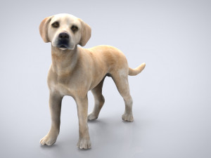 labrador Model 3D