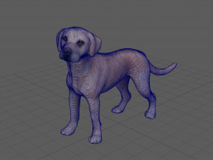 labrador Model 3D