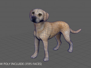 labrador Model 3D