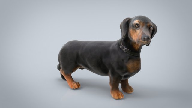 dachshund 3D Model .c4d .max .obj .3ds .fbx .stl .blend 