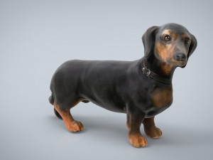 dachshund 3D Model