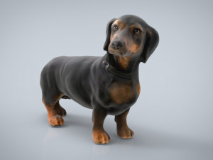 dachshund 3D Model