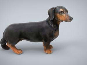 dachshund 3D Model