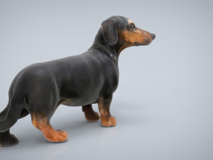 dachshund 3D Model