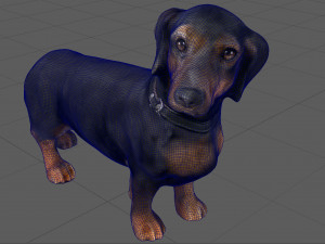 dachshund 3D Model