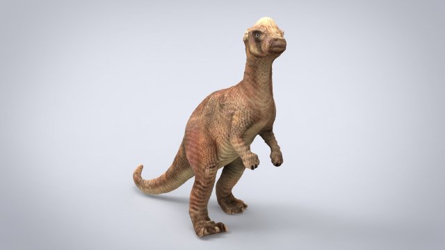 pachisephalosaurus Modello 3D .c4d .max .obj .3ds .fbx .stl .blend 