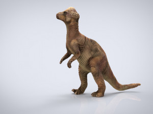 pachisephalosaurus Modello 3D