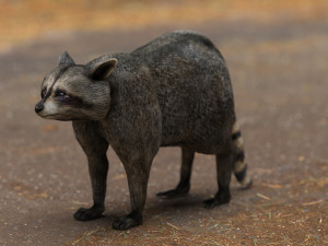 raccoon 3D Model