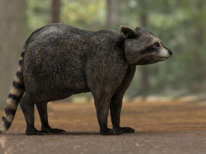 raccoon 3D Model