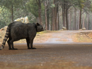 raccoon 3D Model