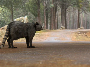 raccoon 3D Model