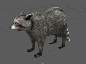raccoon 3D Model
