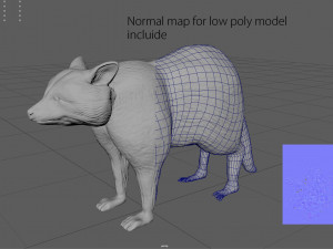 raccoon 3D Model