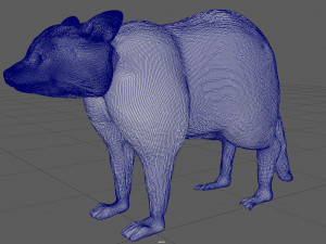 raccoon 3D Model