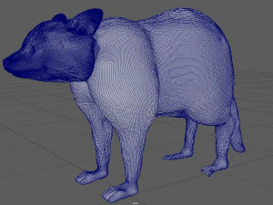 raccoon 3D Model