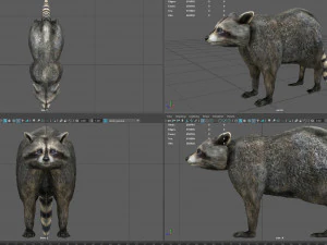 raccoon 3D Model