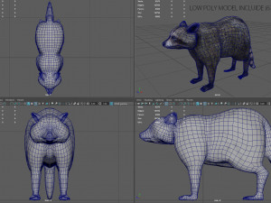 raccoon 3D Model
