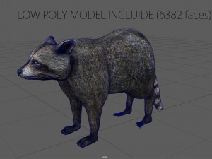 raccoon 3D Model