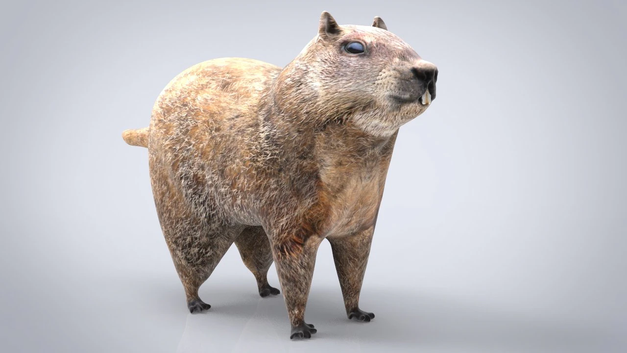groundhog 3D Model .c4d .max .obj .3ds .fbx .stl .blend 