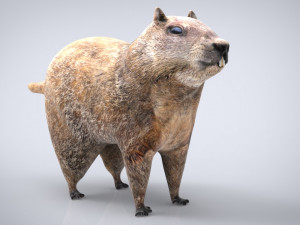 groundhog 3D Model
